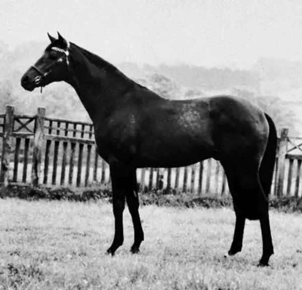 History of the Thoroughbred Horse
