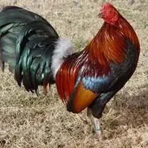 American Game Bantam