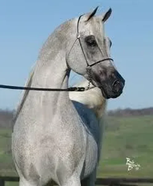 Falcon BHF