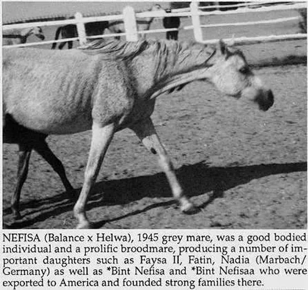 NEFISA