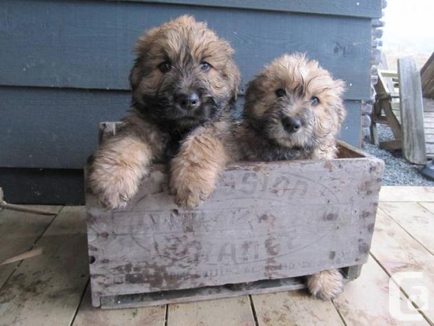 Bouvier des Flandres