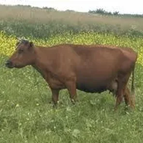 Lithuanian Red