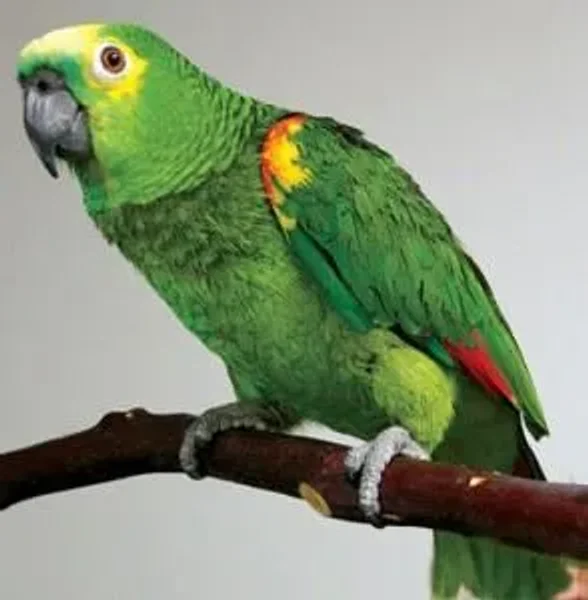 African Greys, Amazons, Small Cockatoos, Large Conures, Eclectus, Hawk-Headed Parrots, and Mini-Macaws