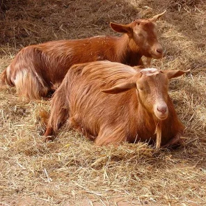 Golden Guernsey