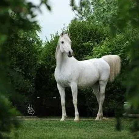 We are grateful to have Majalis as a part of our future breeding program with Luxemere Markezza!