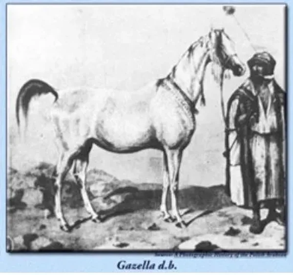 GAZELLA I