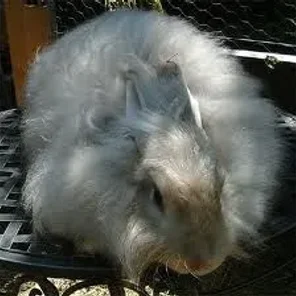 Satin Angora