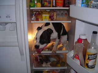 5 Really Simple Tips for Calming a Hyper Dog