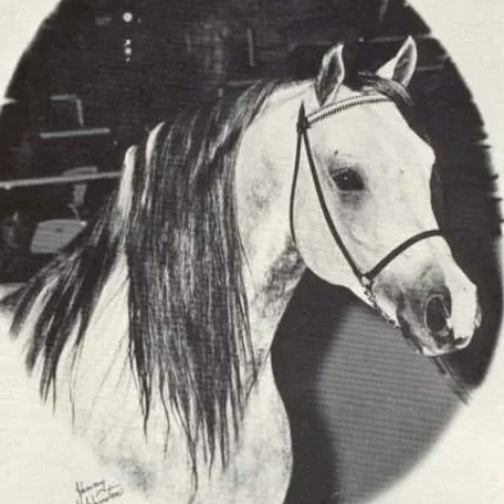 Don Fersheba++ Arabian Stallion