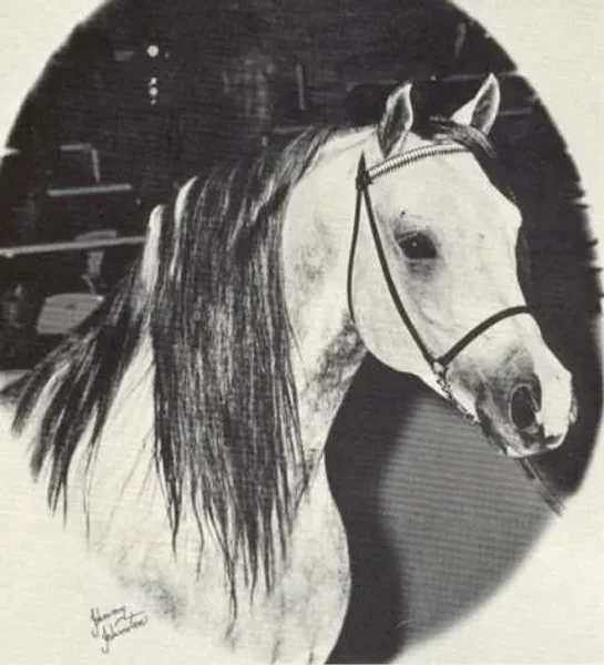 Don Fersheba++ Arabian Stallion