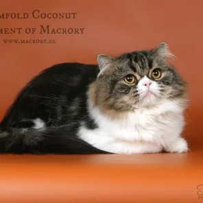 Rumfold Coconut Element of Macrory