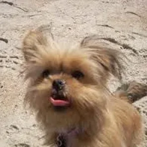 Yorkinese (Designer Dog)