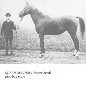Queen of Sheba