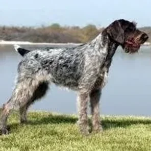 German Wirehaired Pointer