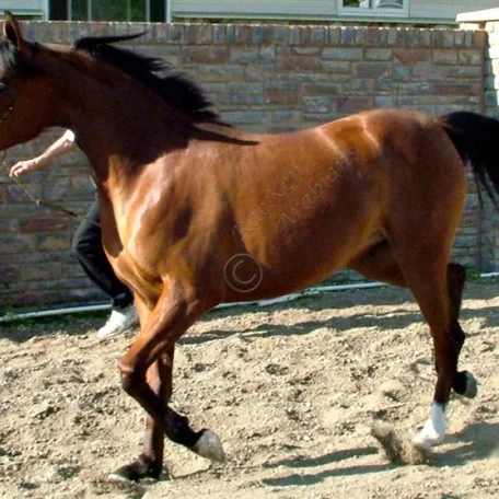 Fantasy M {Thee Masterpiece x WB First Edition (Ponomarev). Foaled 2009. Bred by McLaughlin Arabians. Owned by Ken & RaNae B Bangerter, Ut, USA.