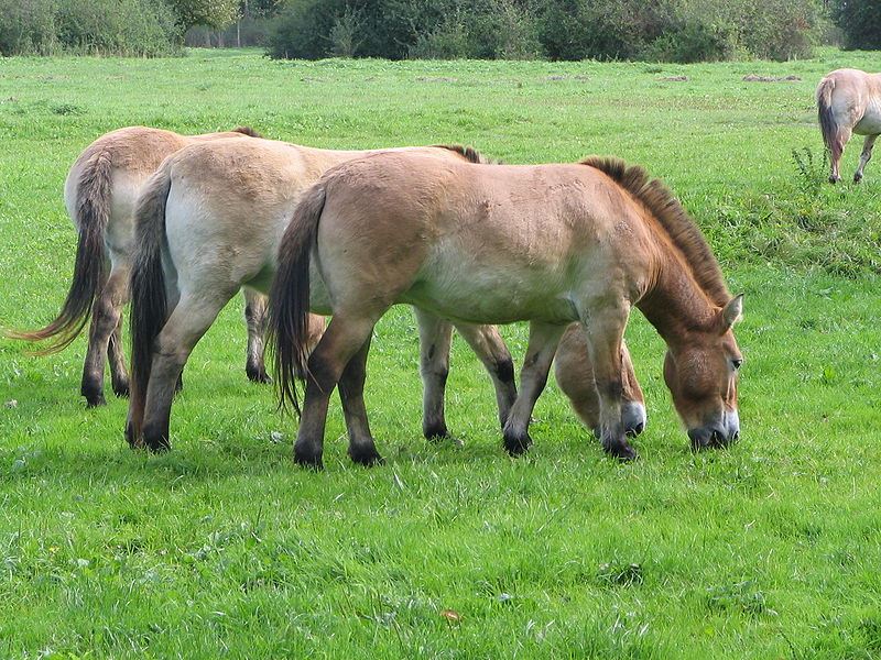 Wild Horse History and Background