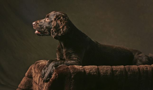 Boykin Spaniel