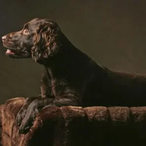 Boykin Spaniel