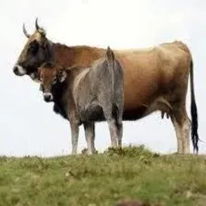 Monchina