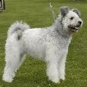 Pumi