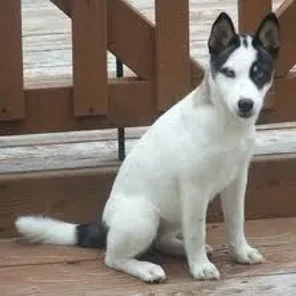 Siberian Shiba (Designer Dog)