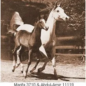 Marifa