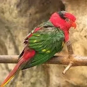 Josephine's Lorikeet