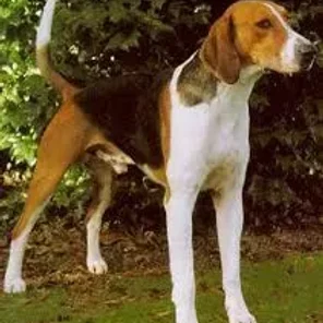 American Foxhound