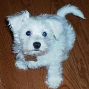 Chonzer (Designer Dog)