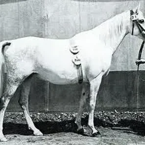 Shari I