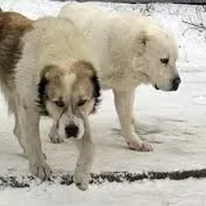 Bucovina Shepherd