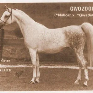 Gwozdora