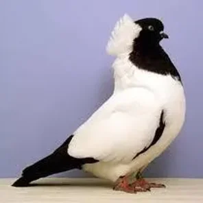 Nun Pigeon