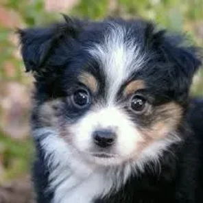 Shel-Aussie Designer Dog)