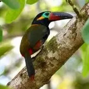 Guianan Toucanet (Guyana)