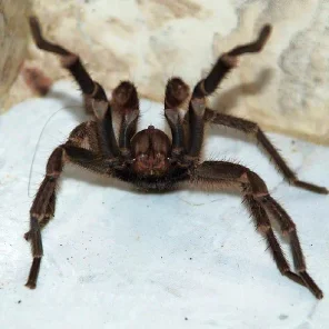 Serious Spider Lover