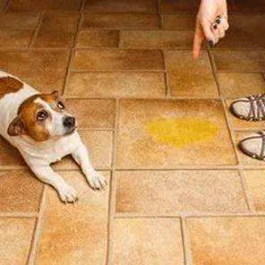 Eye infection and Urinating in the House?