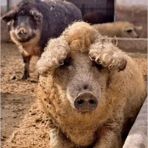 Wiltshire Sheep