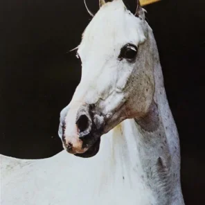 *Soheir II