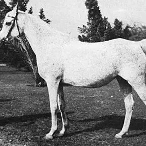 Bukra