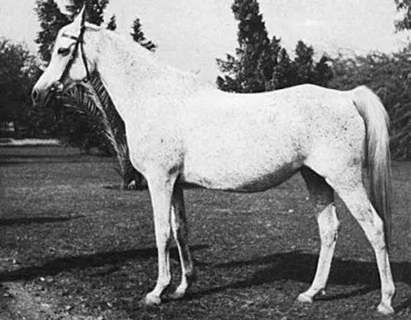 Bukra