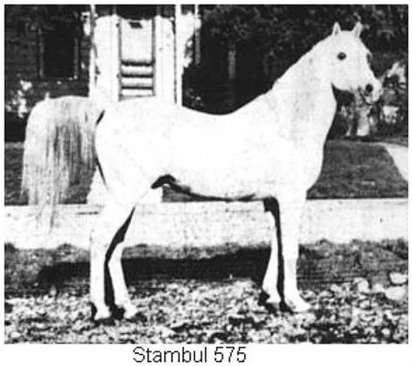 STAMBUL