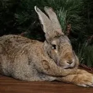Flemish Giant