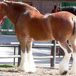 Horse Markings