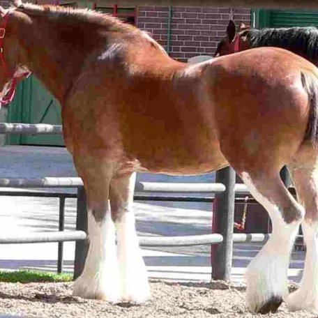 Markings on horses usually are distinctive white areas on an otherwise dark base coat color. Most horses have some markings, and they help to identify the horse as a unique individual.