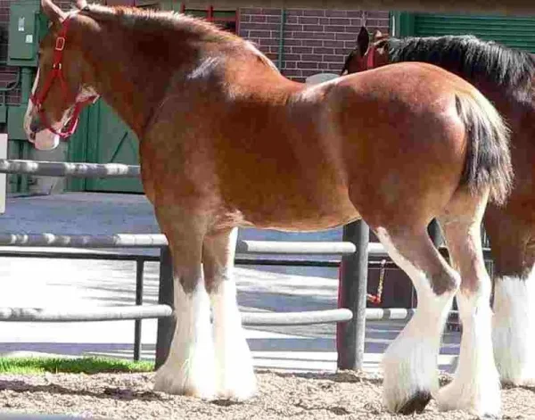 Markings on horses usually are distinctive white areas on an otherwise dark base coat color. Most horses have some markings, and they help to identify the horse as a unique individual.