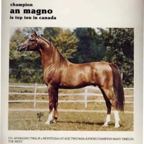 AN MAGNO+++/