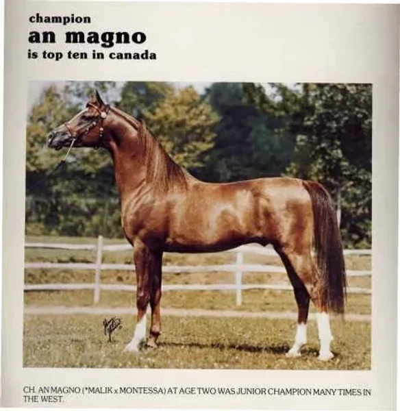 AN MAGNO+++/