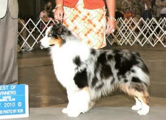 Coralis Aussies