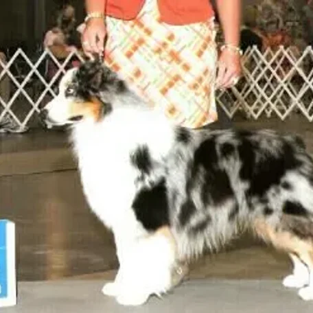 Coralis Aussies